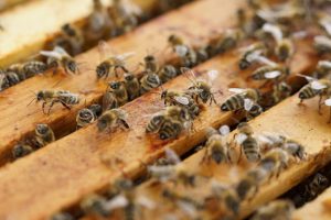 beehive_bees_insect_honey_bees_honey_hive_residential_structure_bee_hives-662085.jpg!d