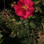 рис. 2. канадская роза Генри Келси